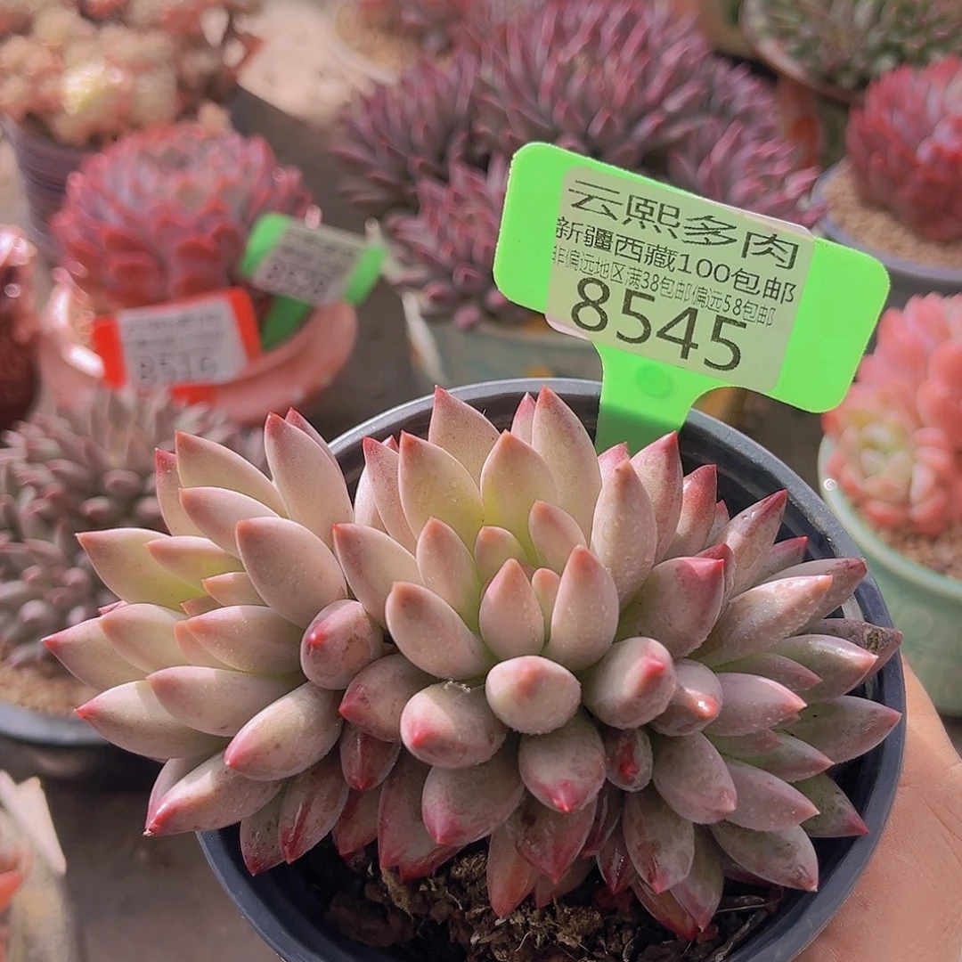 8545车厘子多肉植物一物一拍