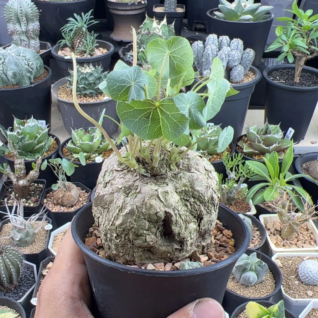 冰蓝龟6.5一物一拍