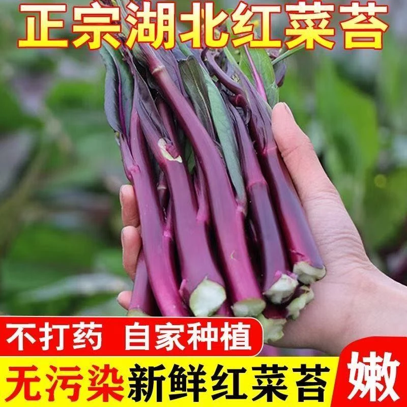 湖北农家露天自种红菜苔新鲜紫菜苔现摘恩施菜苔青菜红蔬菜