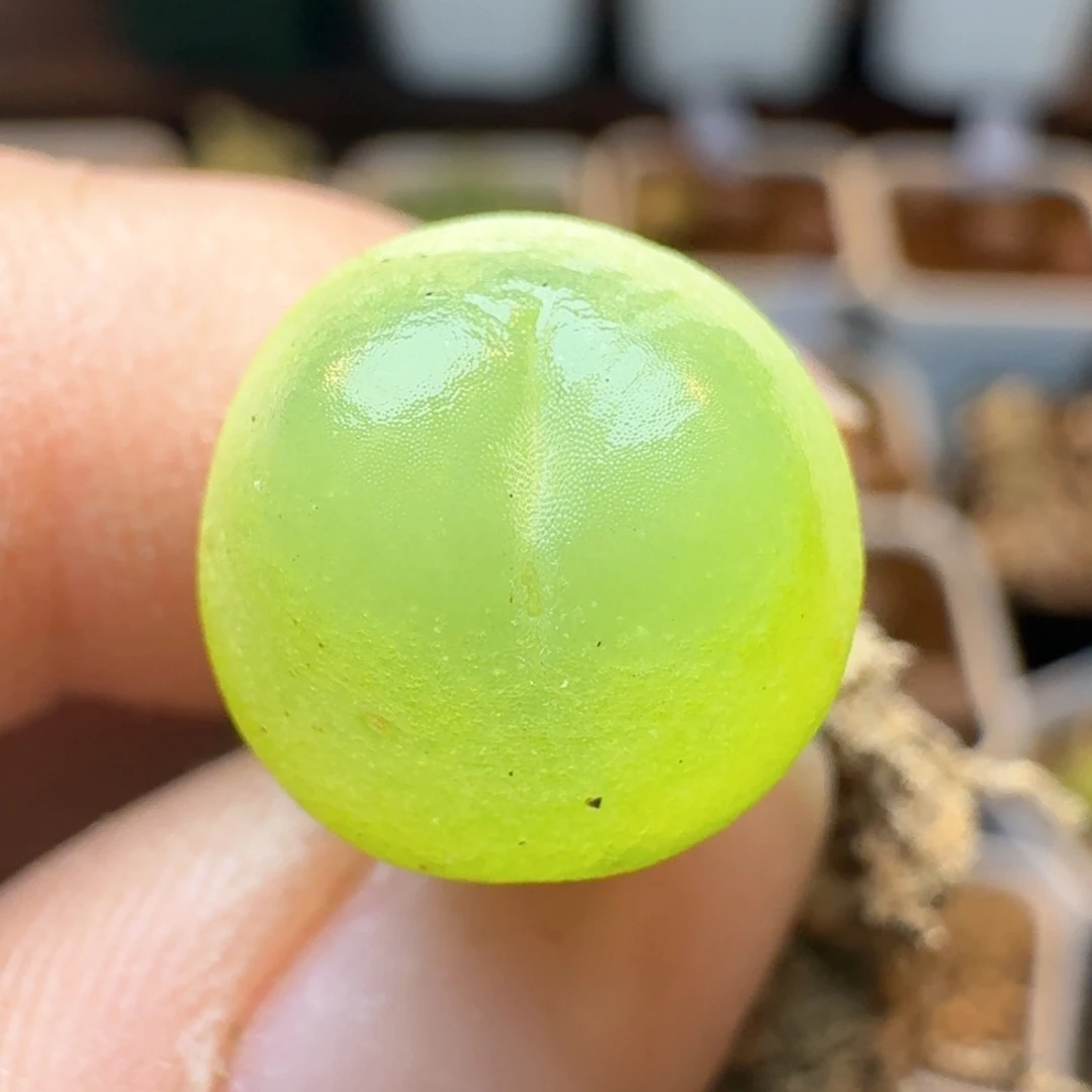 184拉拉尺寸161多