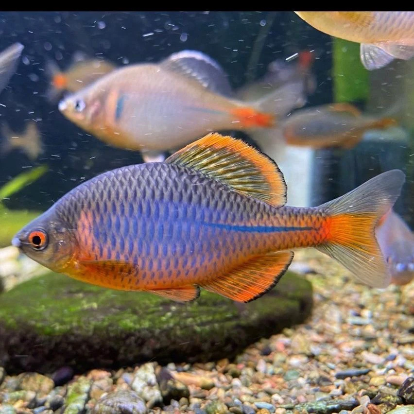 红眼蓝石台鳑鲏 群游冷水鱼原生鱼不加温好养鳑鲏工具鱼啃藻