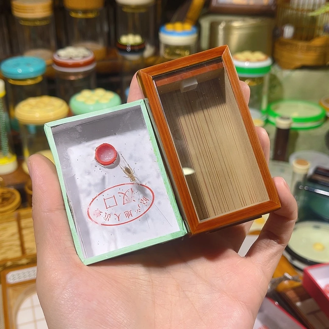 蟋蟀老煤竹竹蛉盒+长须大黄蛉