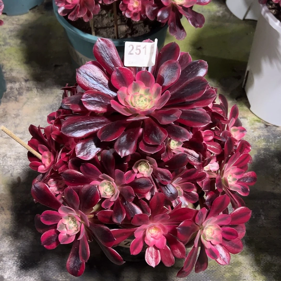 251美杜莎多肉法师