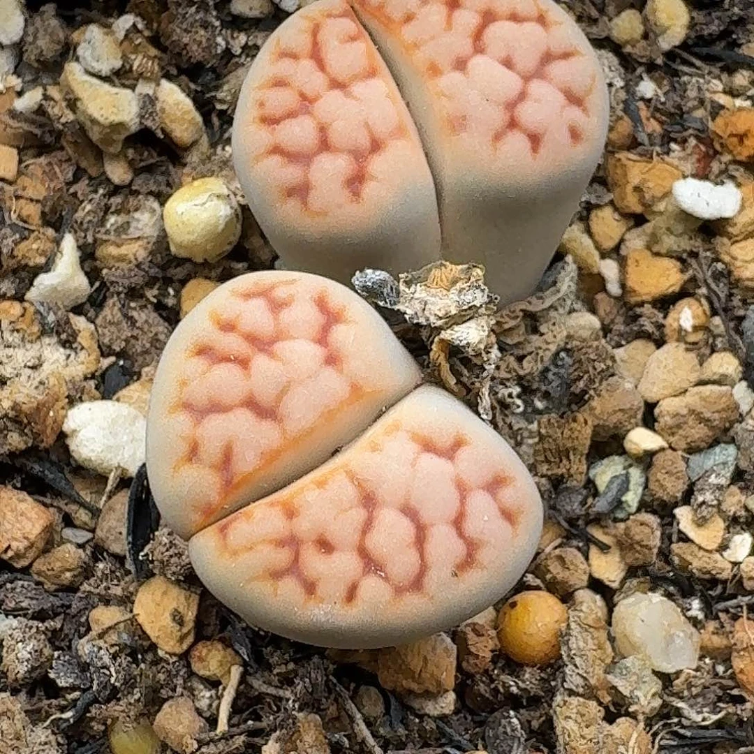 836多肉哈哈哈哈哈哈哈