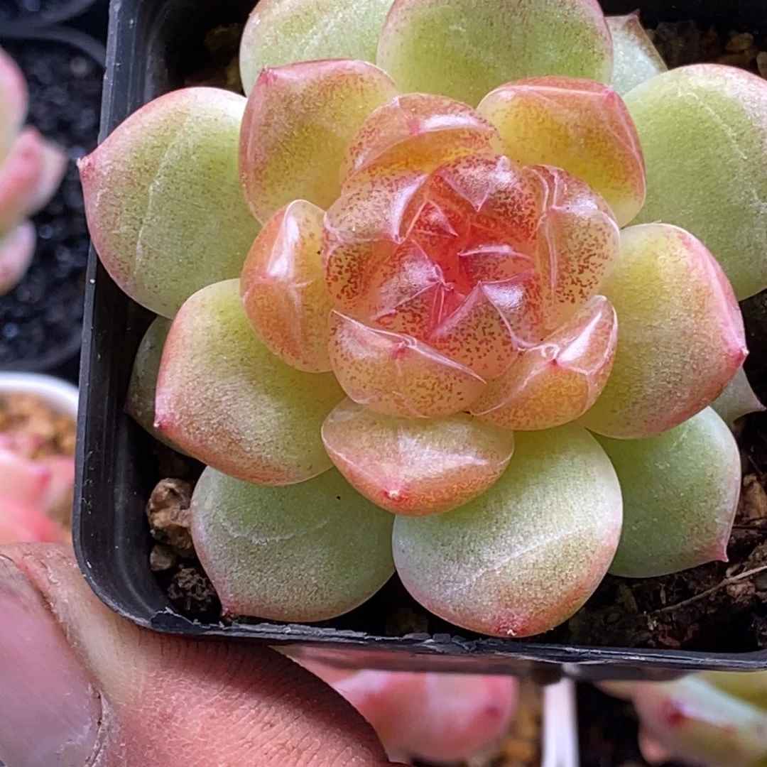 天官赐福百无禁忌