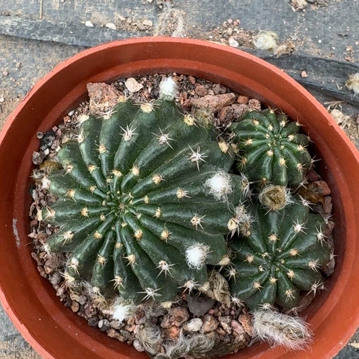 244丽花根脱土发货斑