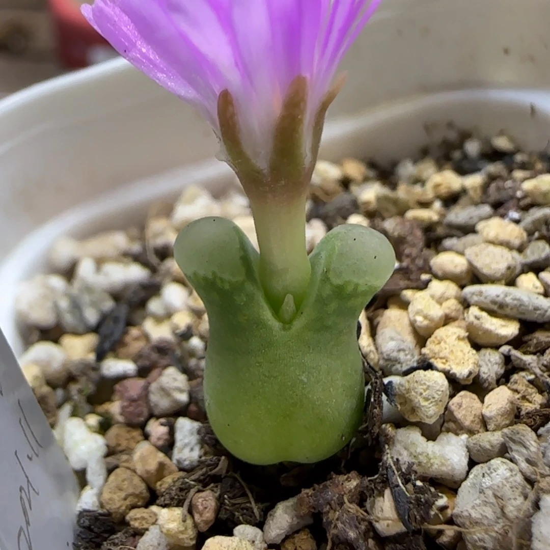 11.9。  1798.92。  2037