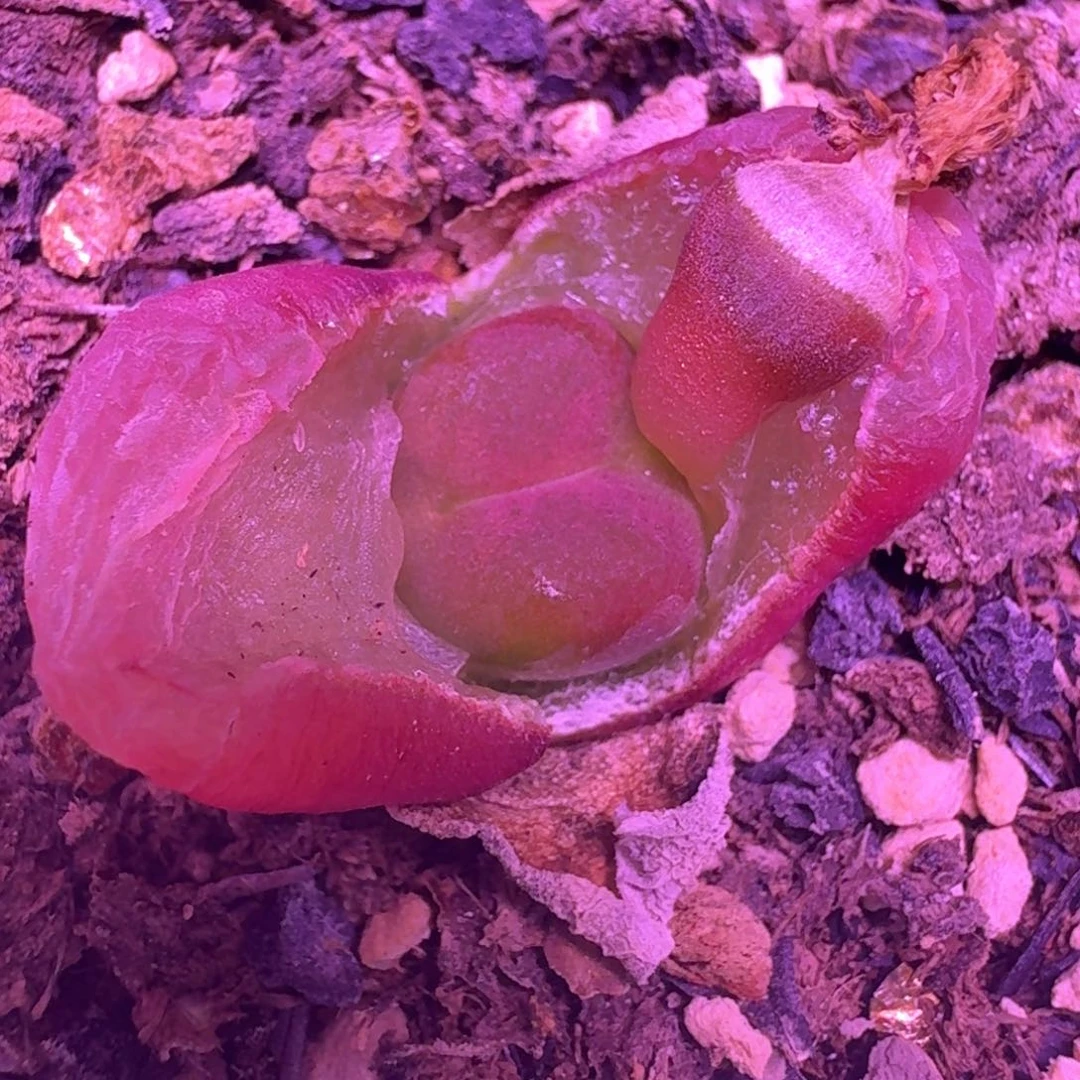 222带盆土发货吕红