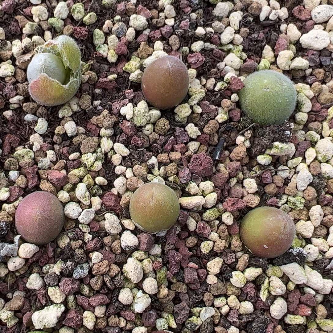 0000量拍园艺宝辉1颗尺寸0.8上下