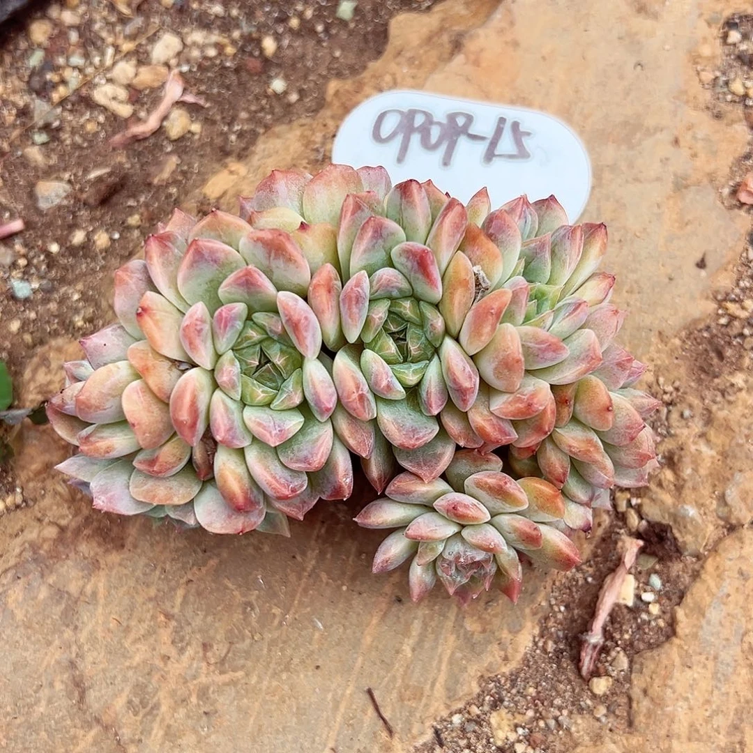 0909-15冰魄朵朵缀。