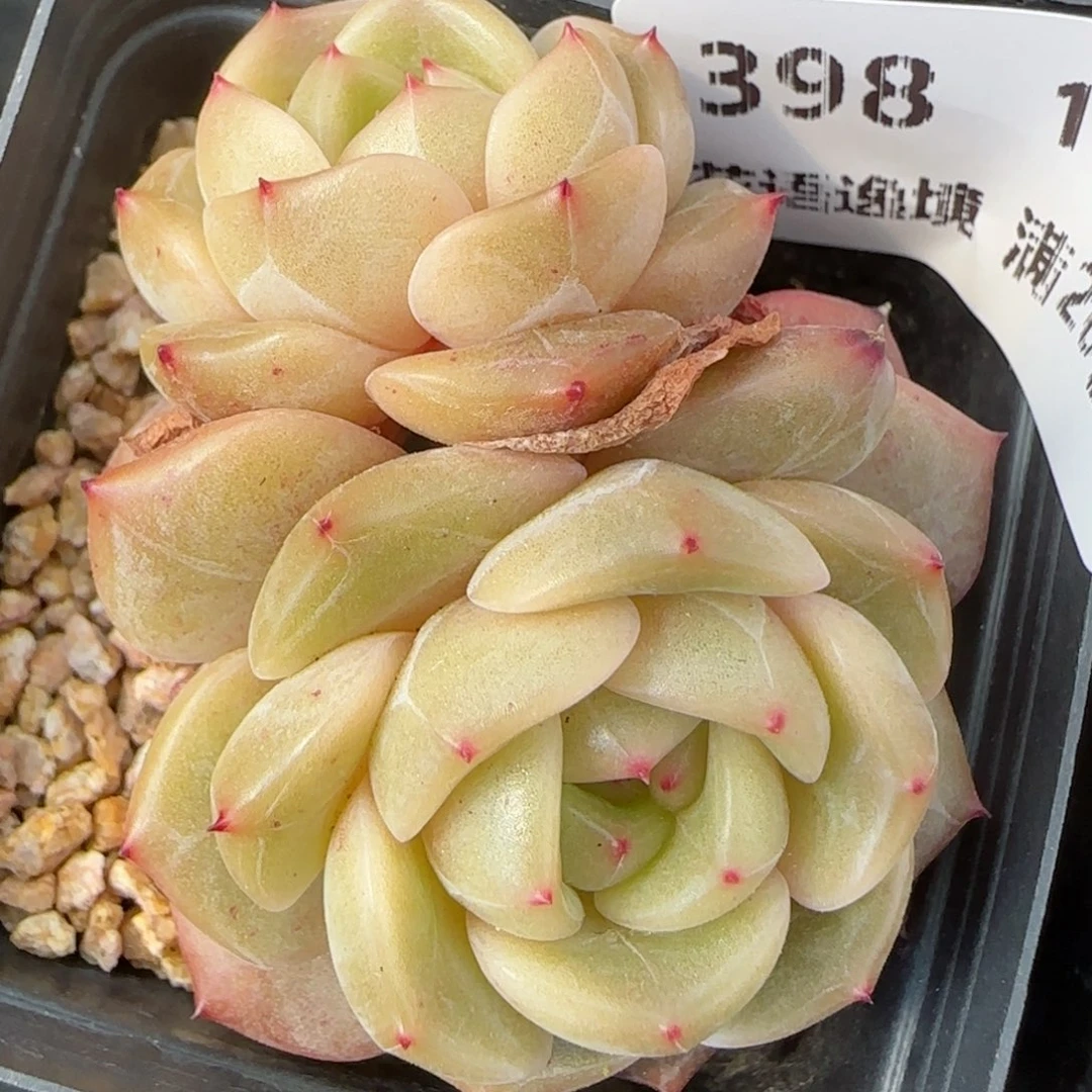 花语逸镜0130-398