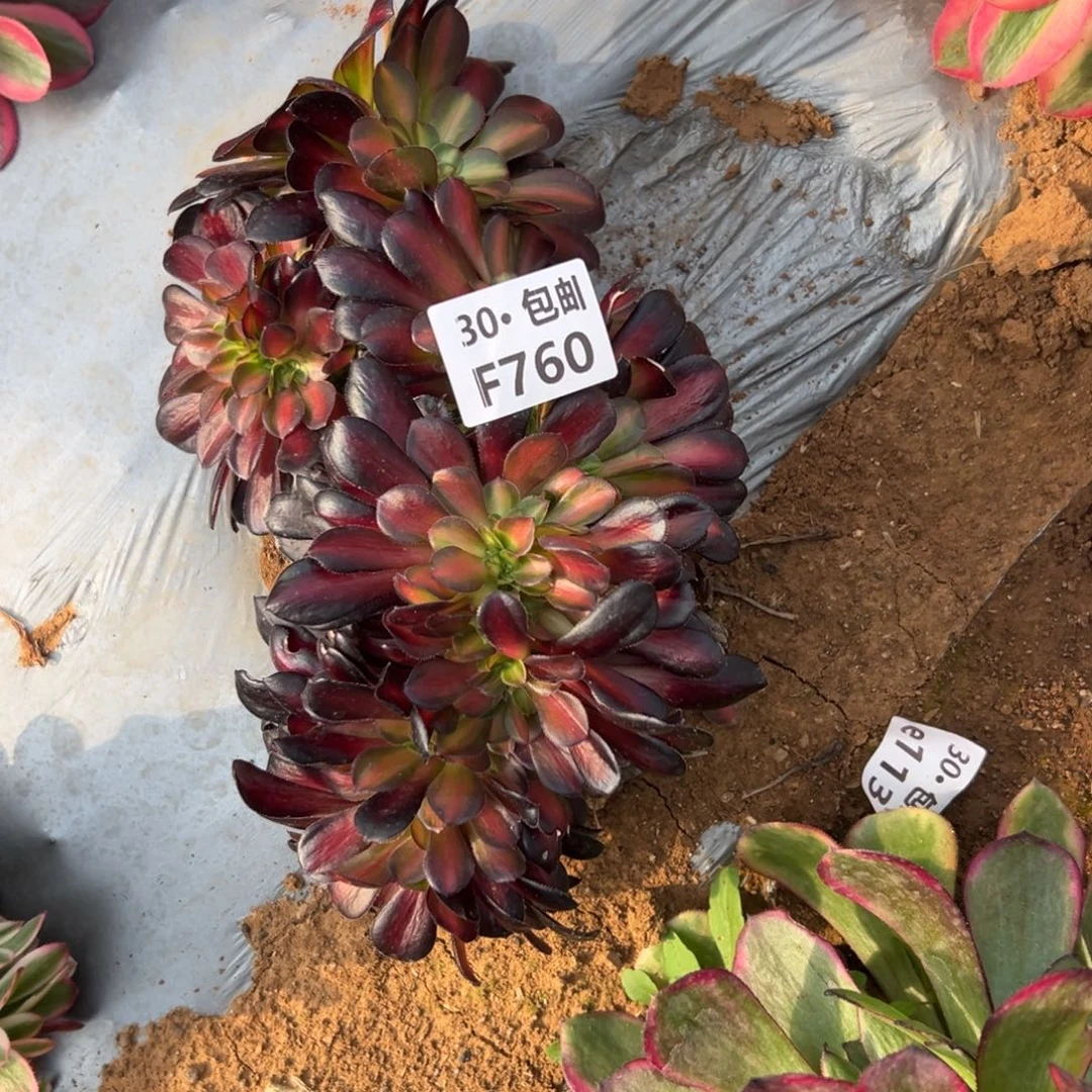 760花纳锦多肉法师