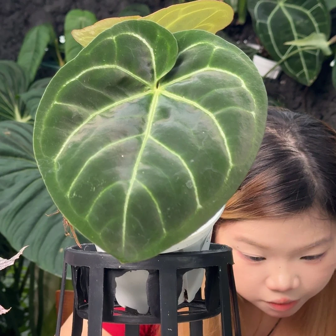 无花朵3****号一物一拍Z40