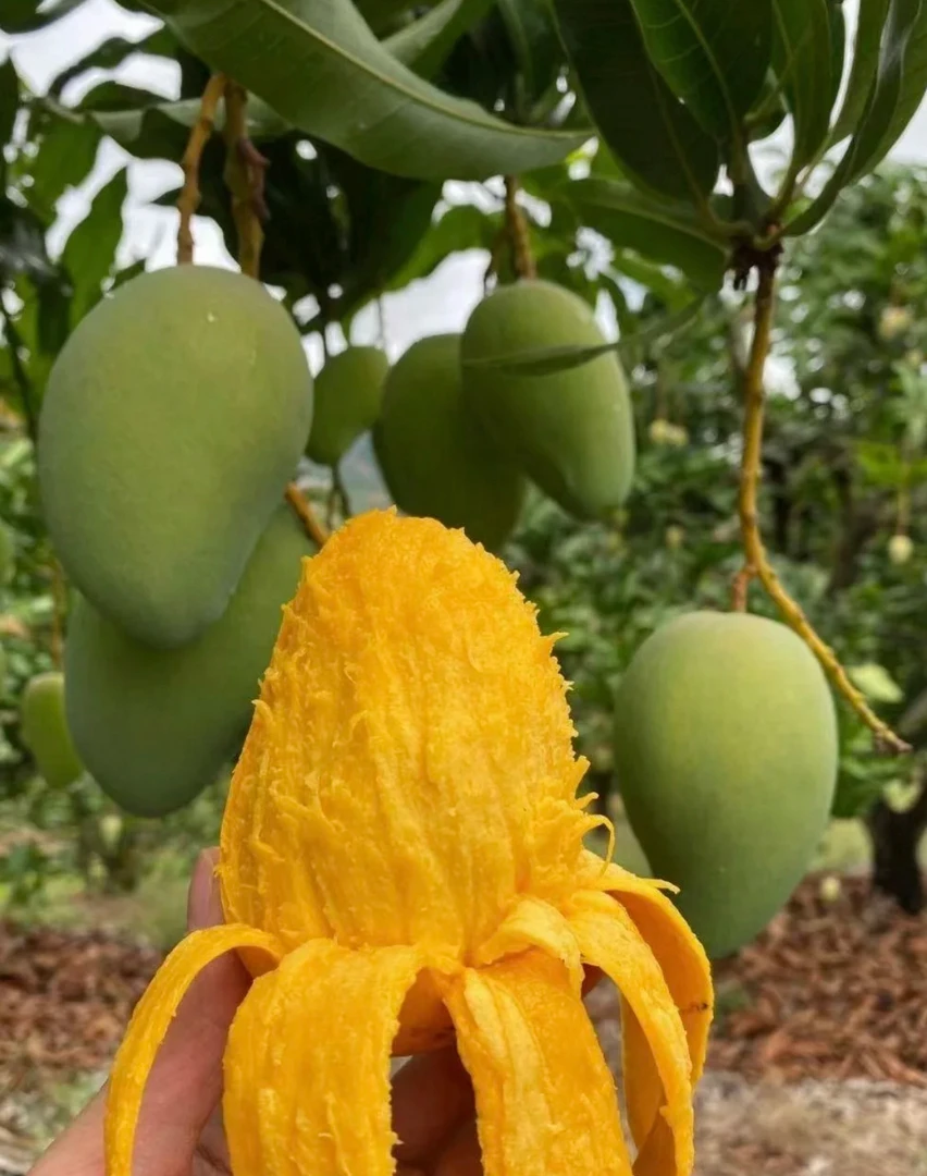 云南热带大台芒新鲜采摘3年树龄香甜软糯