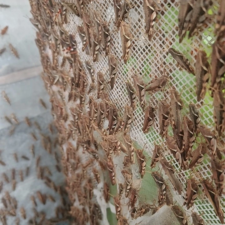 花腿耐养混合（250克）半斤