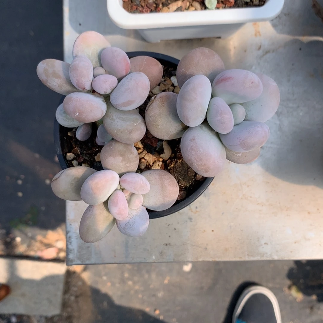 多肉植物多肉植物
