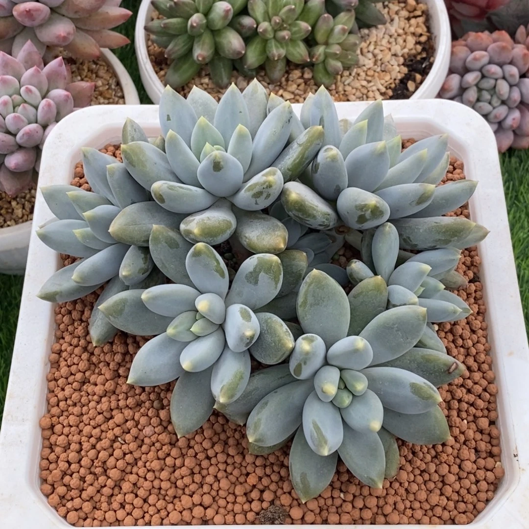 哥特萝莉大群链接