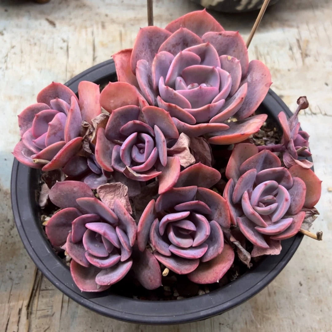 尘埃玫瑰18 零零多肉植物