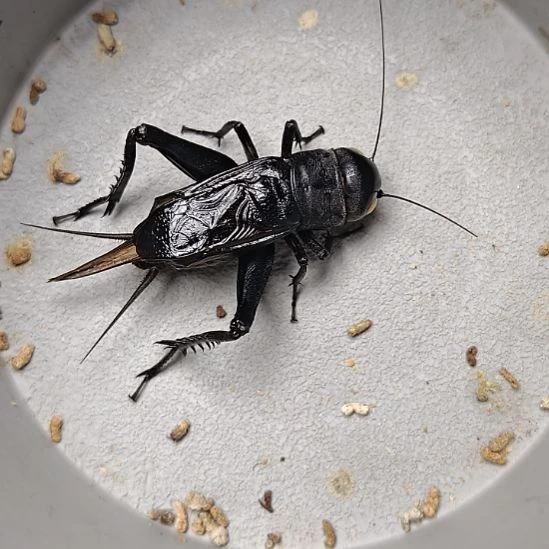 蟋蟀歪门邪调 8100 30