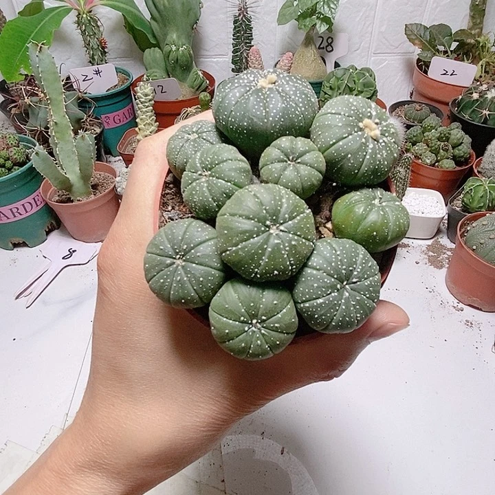 无花朵多头散群星斗仙人球