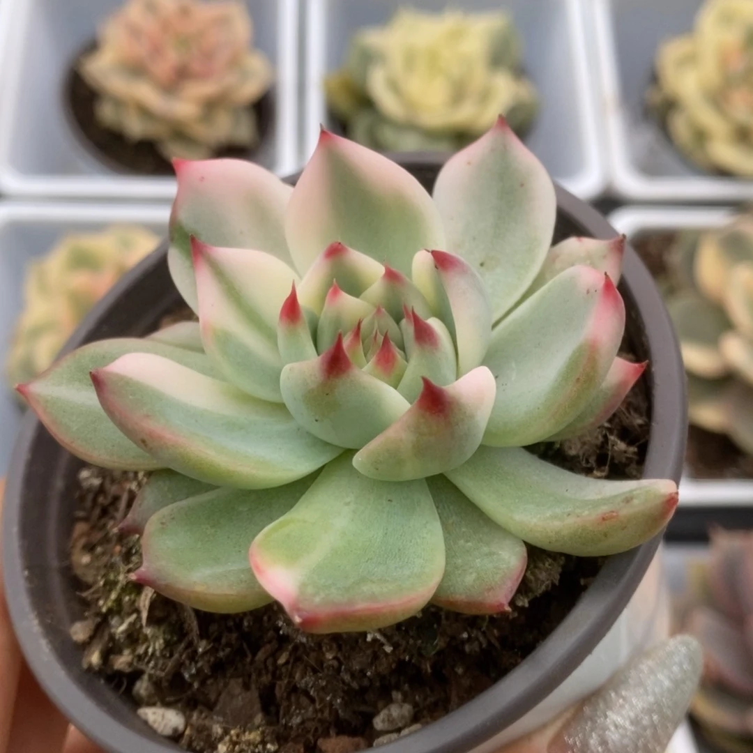 002锦锦锦锦锦锦锦锦锦