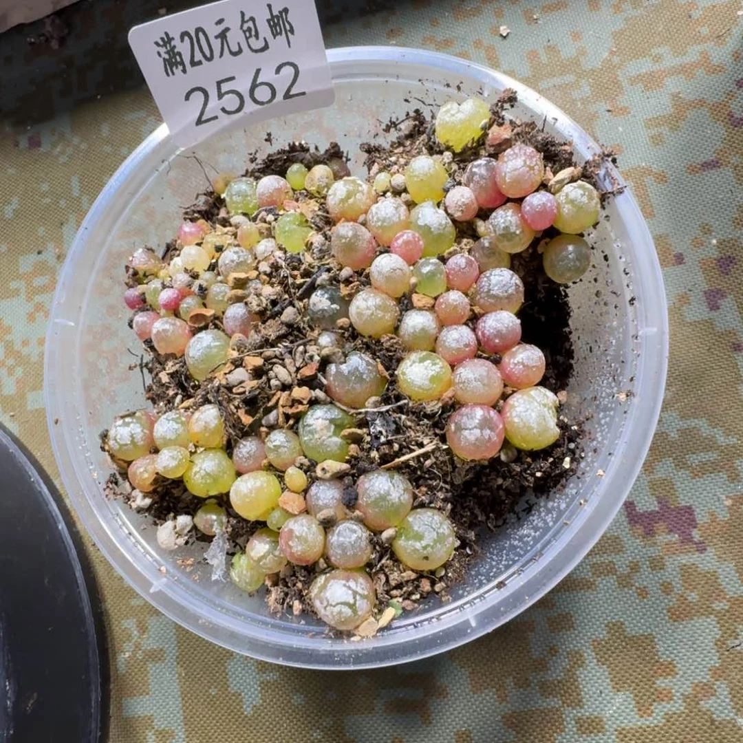 2562。小灯泡一盒