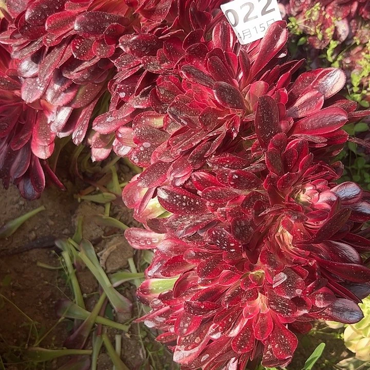 4.15-22美杜莎缀多肉1