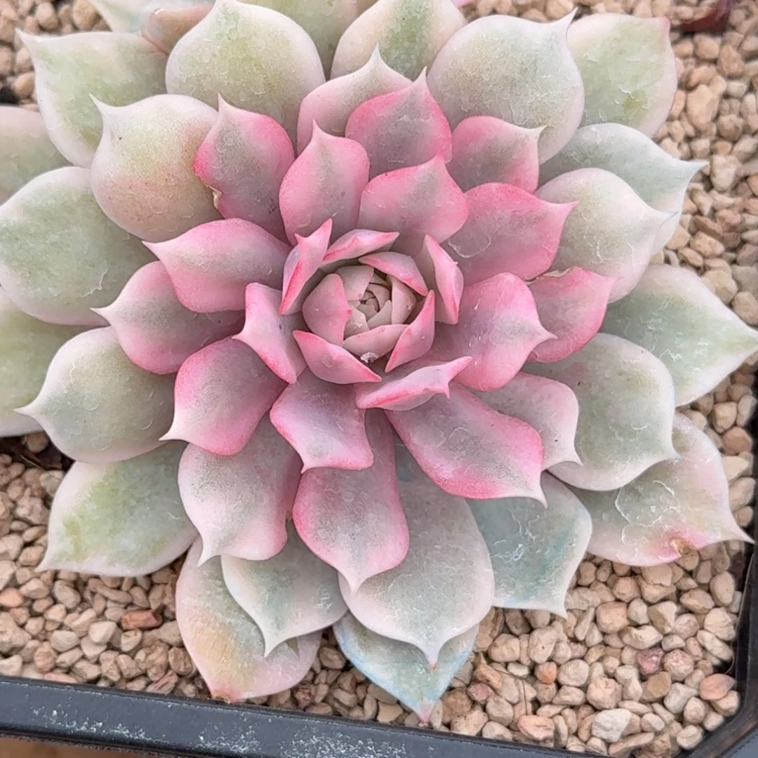 粉蝶 安吉园艺锦锦