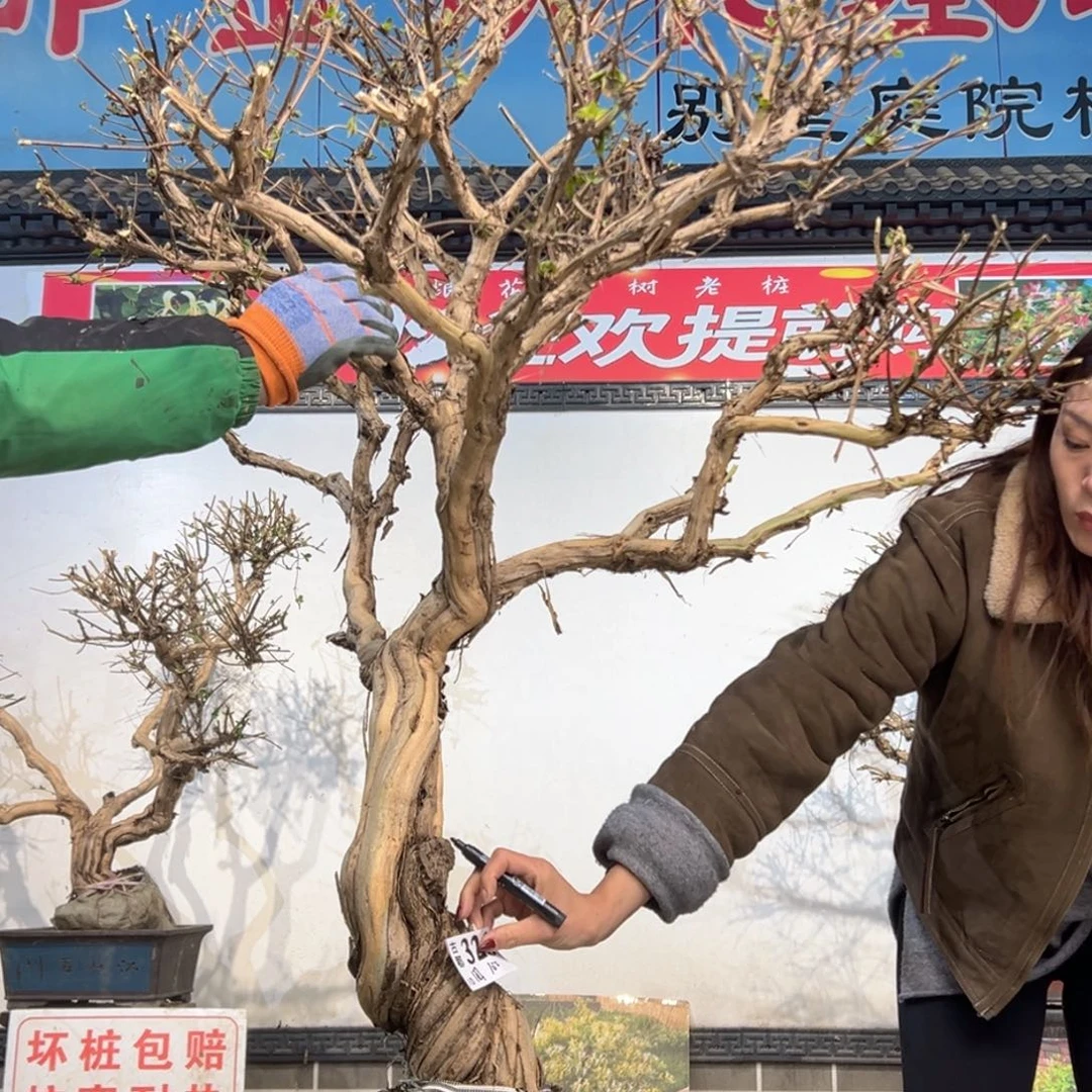 无花朵金银花8888888888888