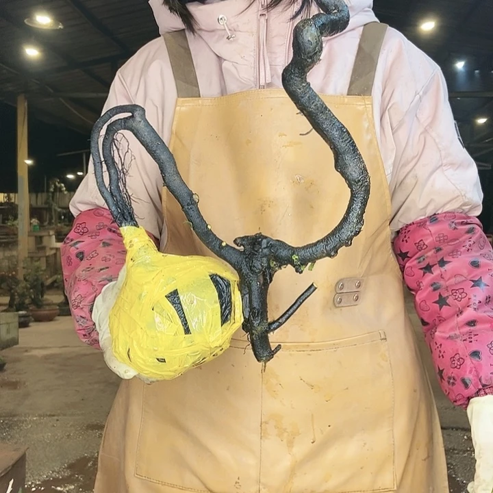 茶****售金弹子素材随处