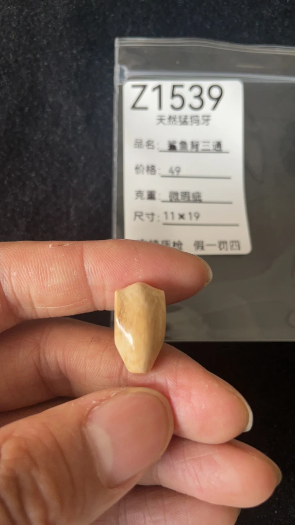 Z1539天然猛犸牙鲨鱼背配饰三通皮裂微瑕疵