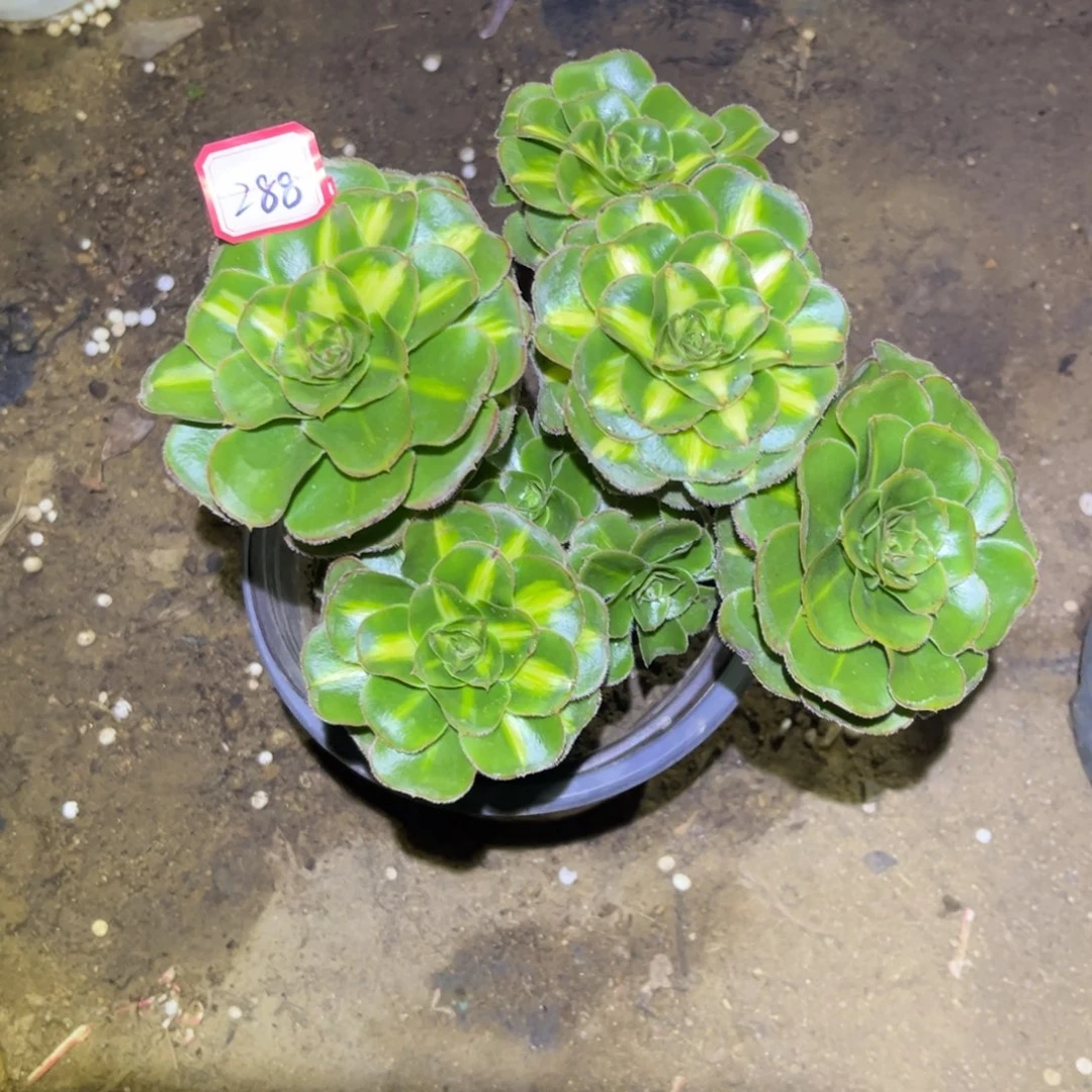 288多肉植物暴君群生砍过