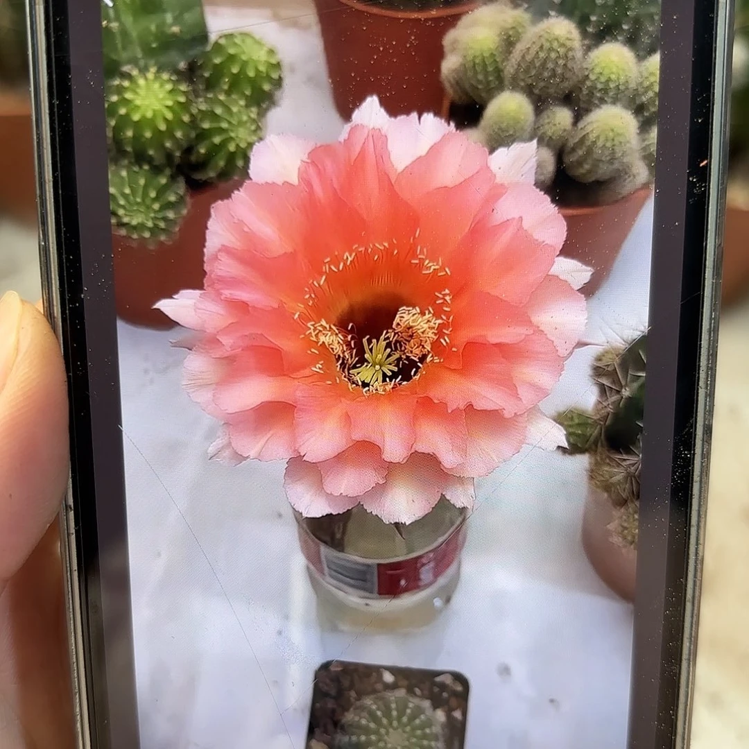 彩草126号5.5公分左右