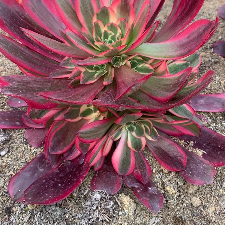 二*646多肉植物一物一拍