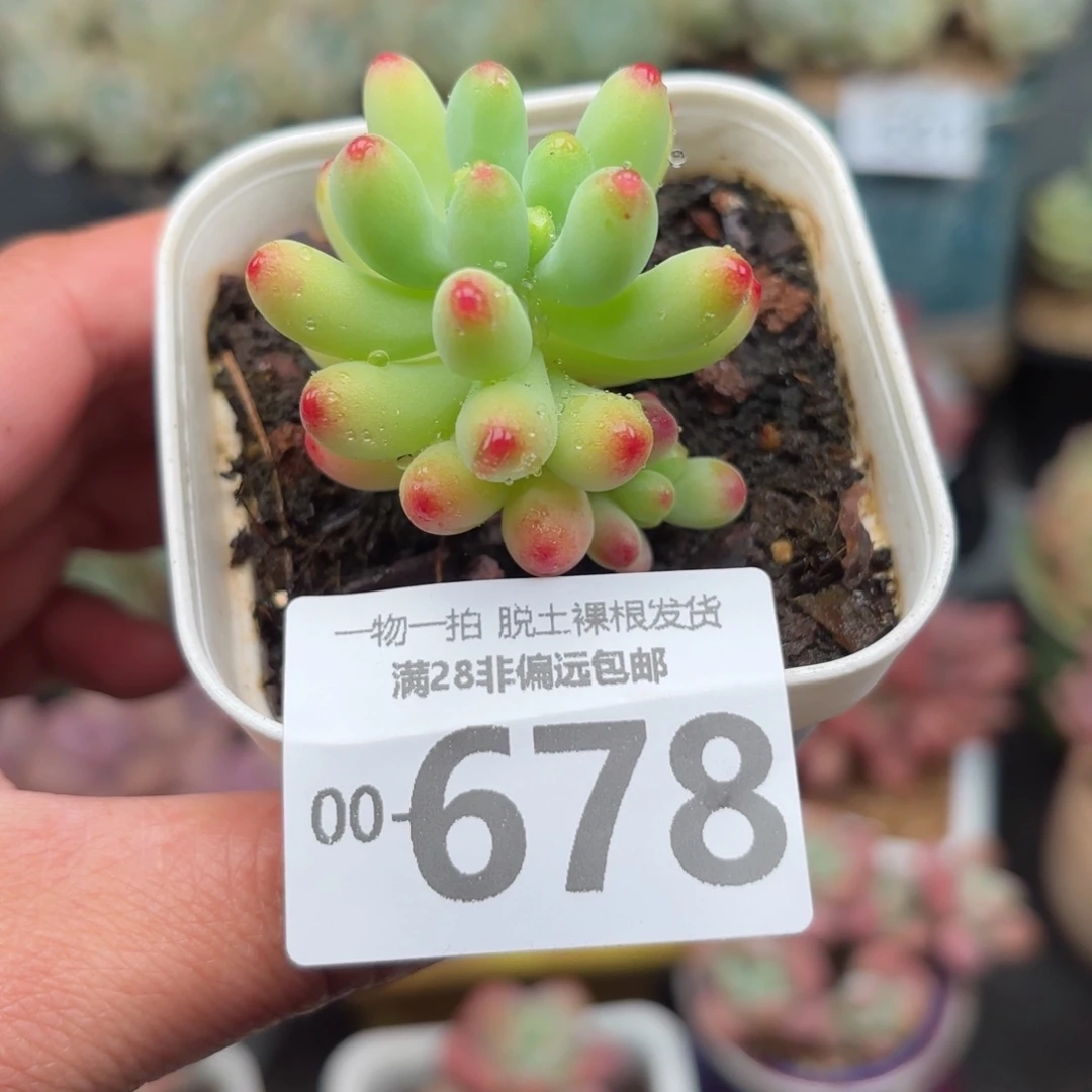 果冻乙女心单头多肉