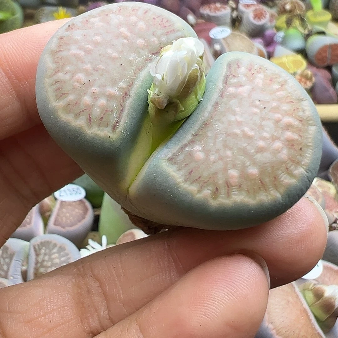 1352巨无霸绿体菊下播福利