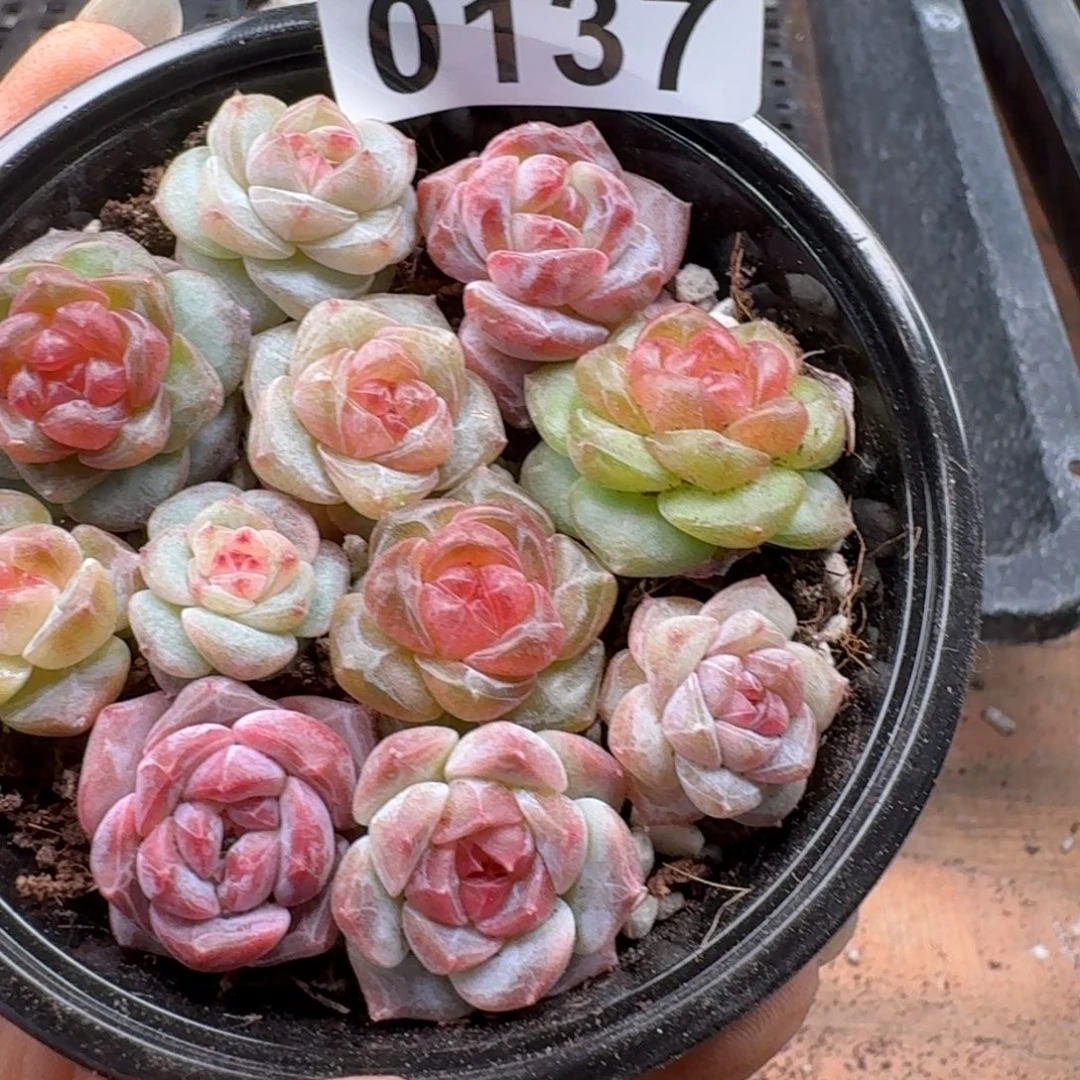 多肉植物多肉植物