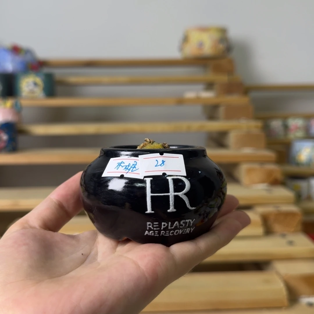 *****木桩专拍。