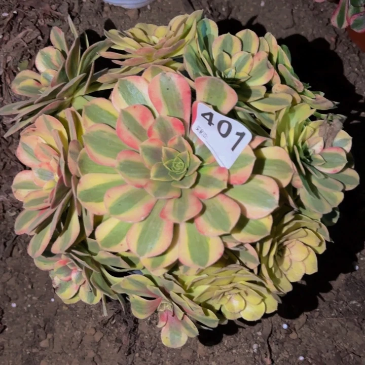 401雨荷多肉植物不售后