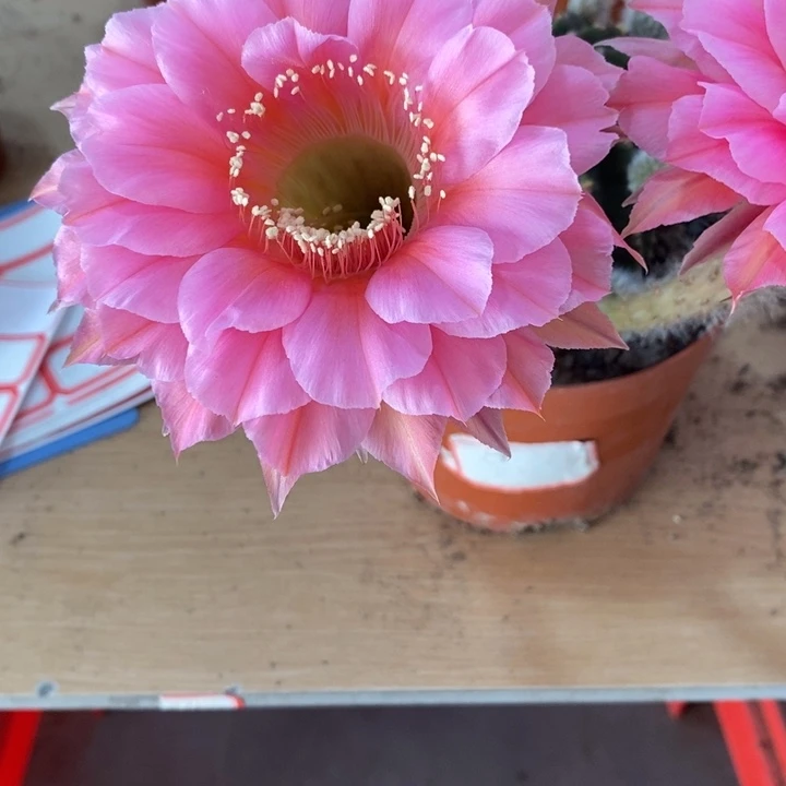 ?***?彩草仙人球系列