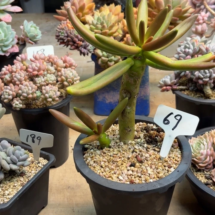 多肉植物 ，椰子树69号