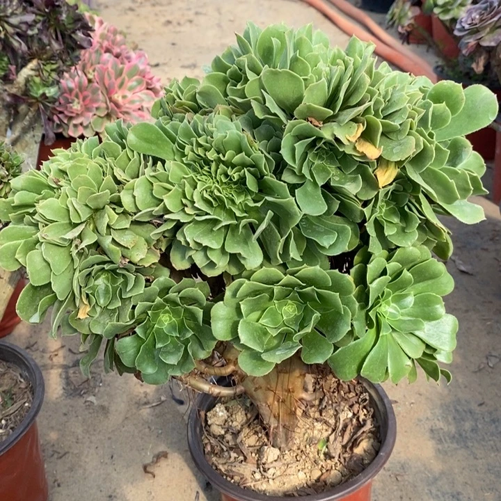 绿羊绒缀多肉植物81