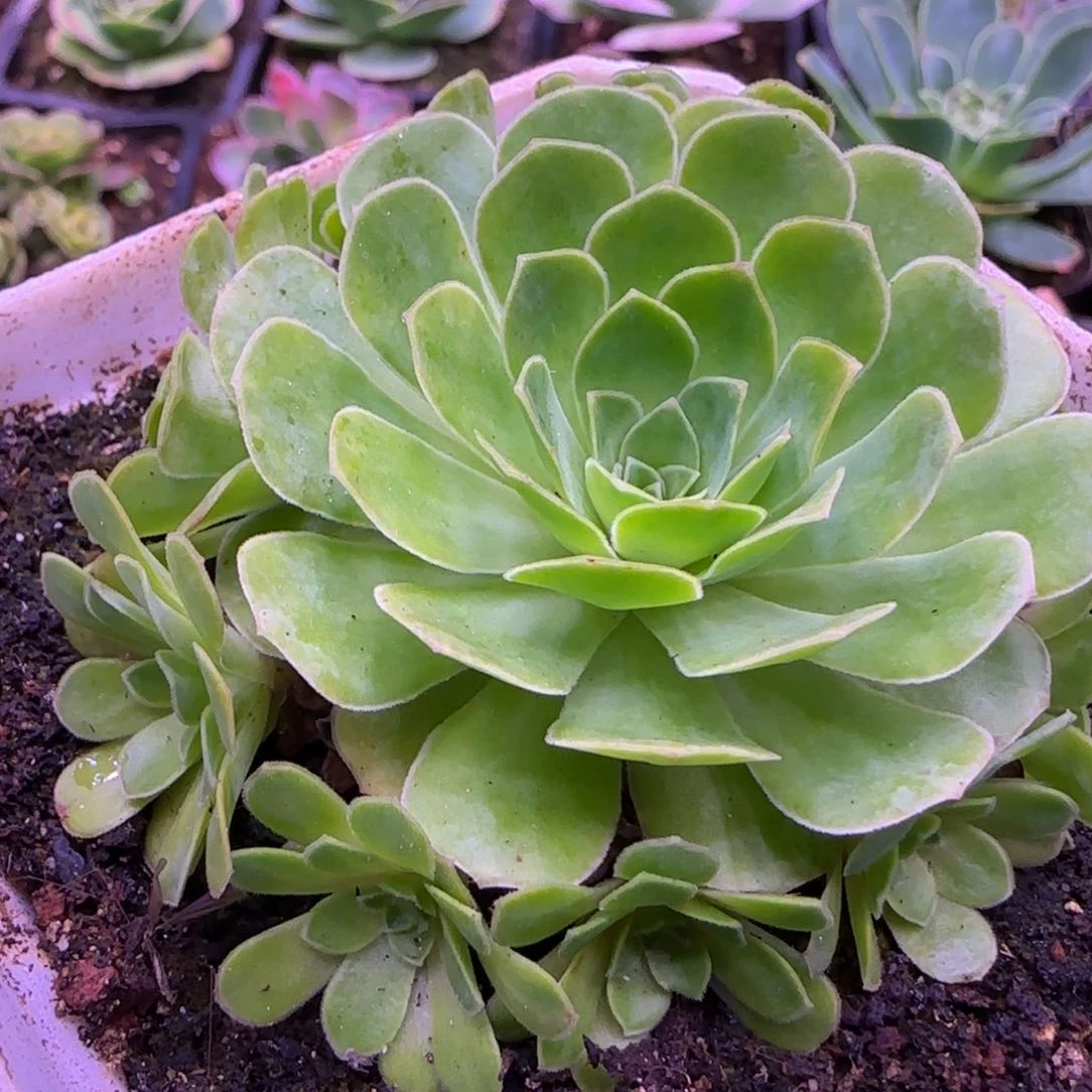 幻影捧花7.8厘米老庄112424276739