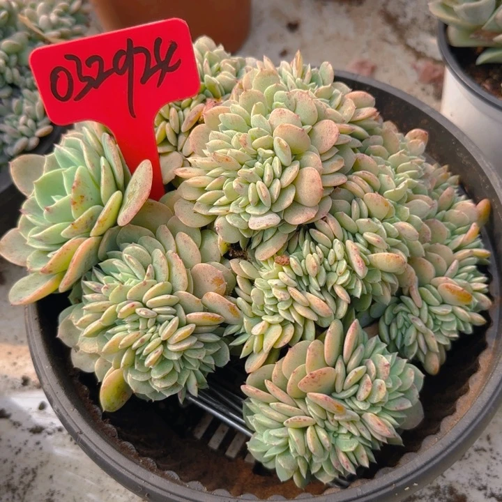 032924 多肉植物一物一拍