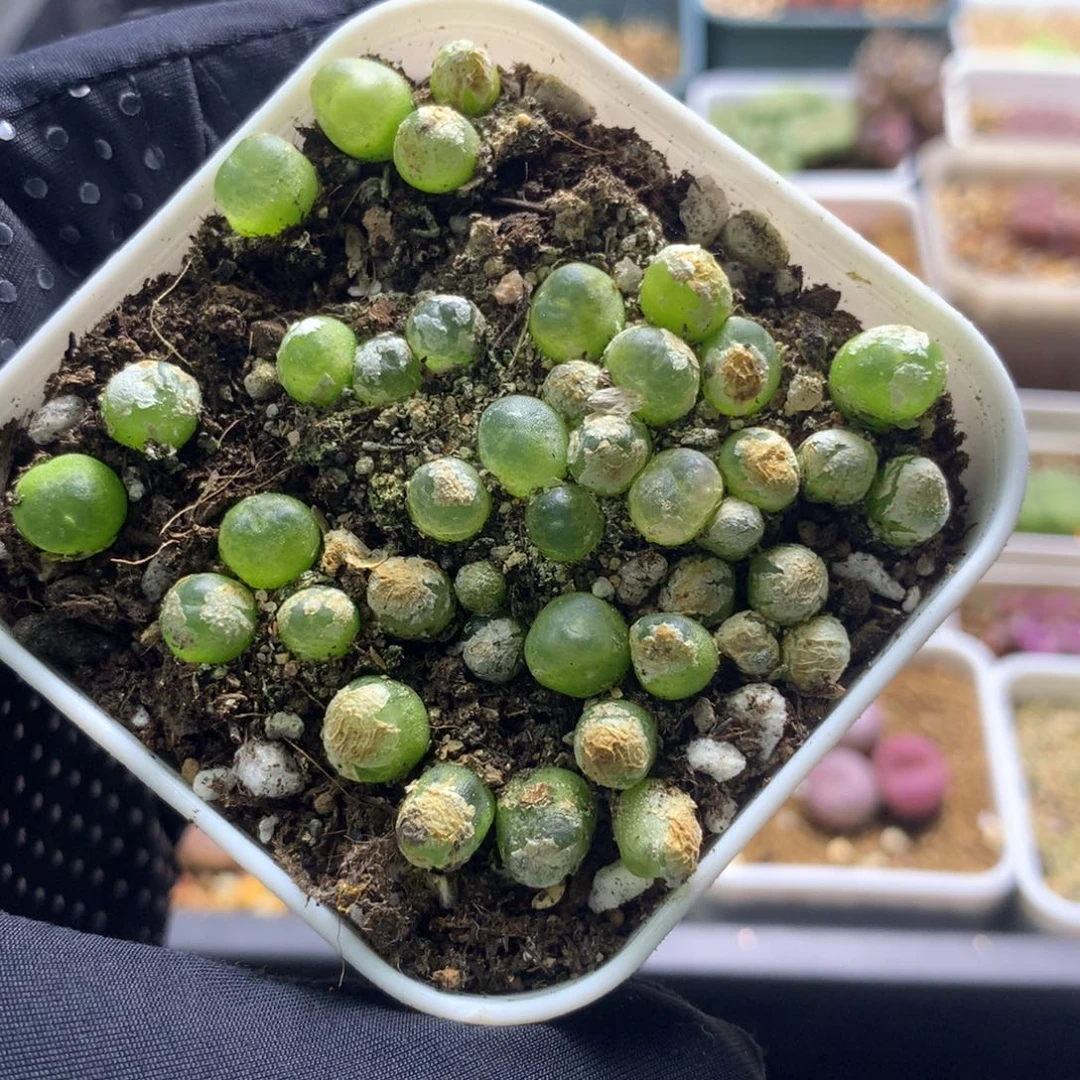 045大王拉登一盆