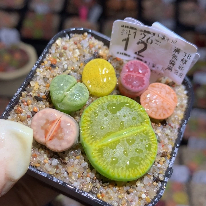 精品生石花126.12