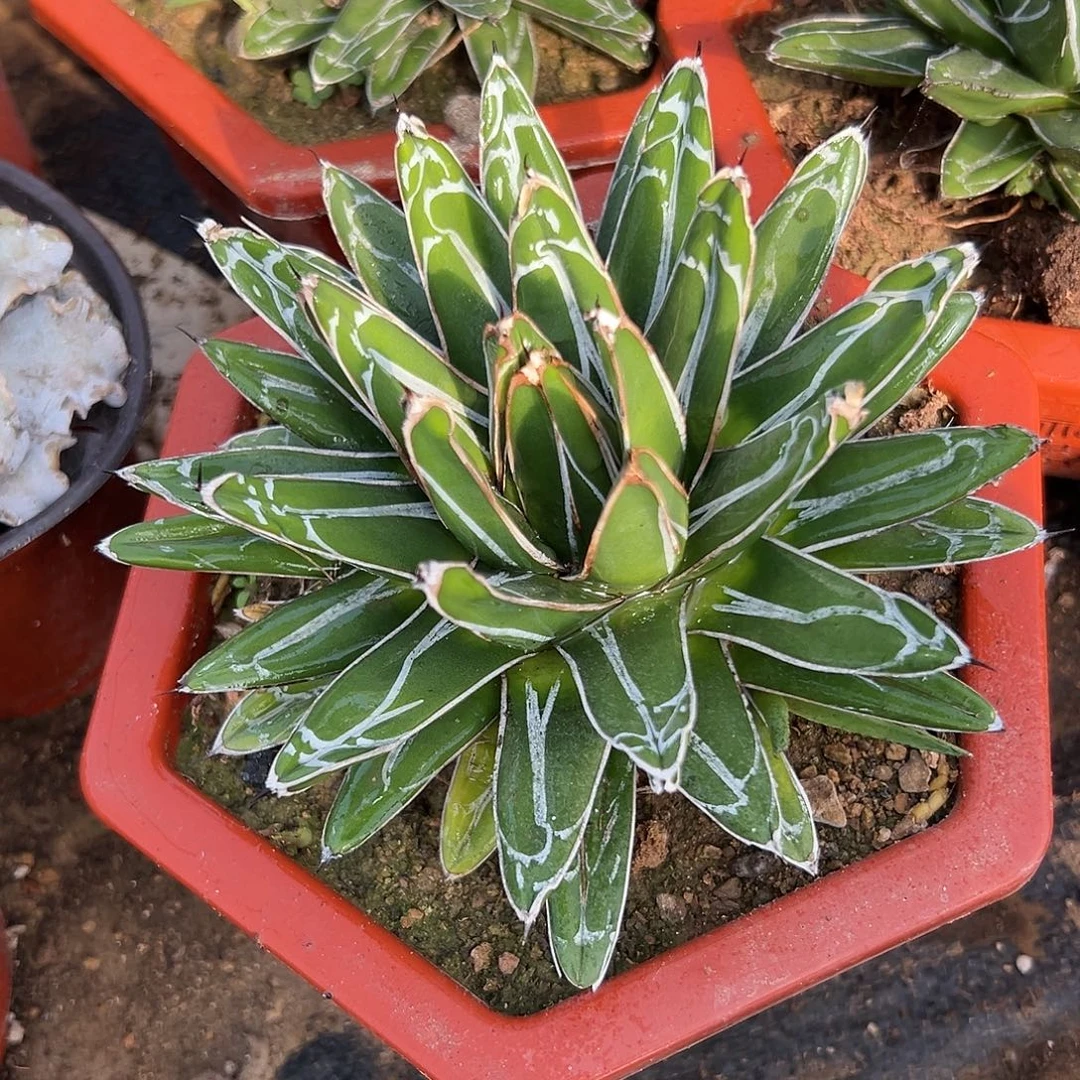 多肉植物屉之雪大单头