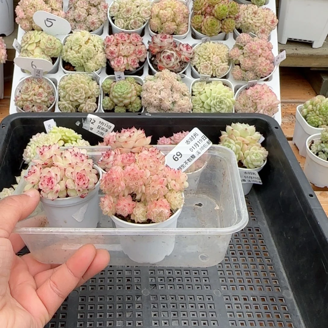 原****啊【闪购商品】0119-69打包