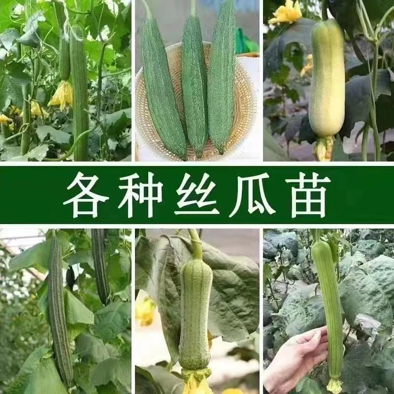 丝瓜苗大肉丝瓜长丝瓜