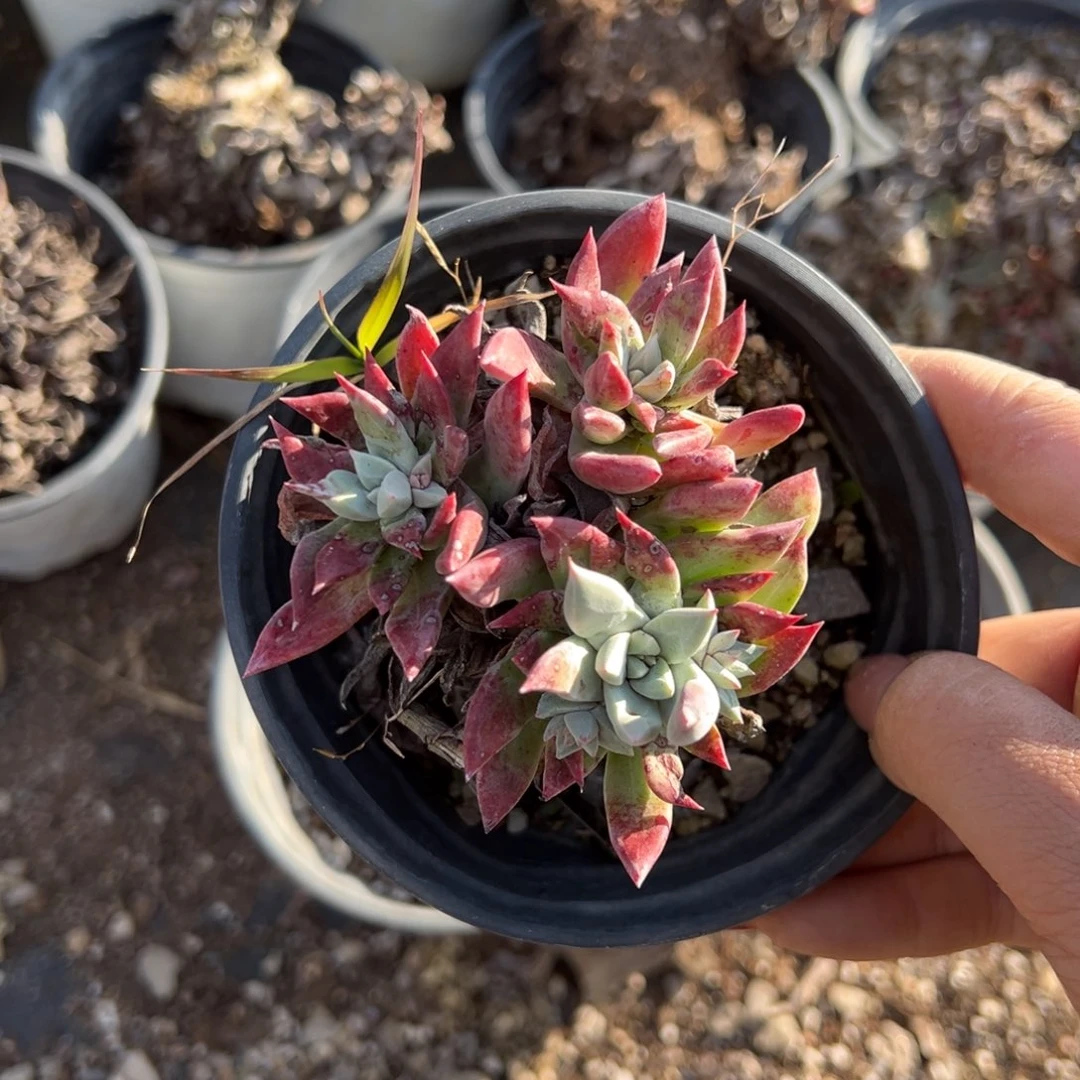 2328苹果叶哈哈哈哈哈哈